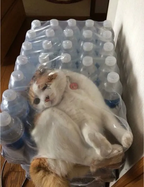 KEDİLERİN HER YERE SIĞABİLECEĞİNİ KANITLAYAN KARELER...