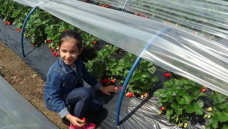 5 yıl önce 5 fideyle başladı şimdi para basıyor!