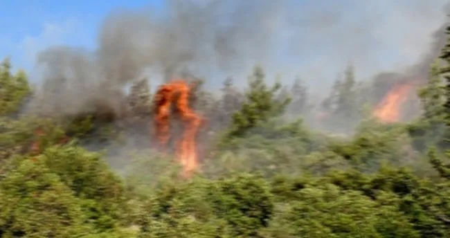 Son dakika: Sarıyer'de orman yangını!