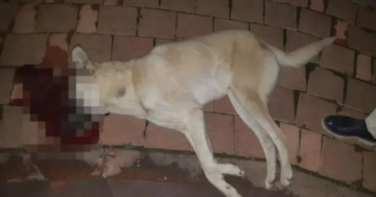 Adana’da sokak köpeklerine tüfekli saldırı