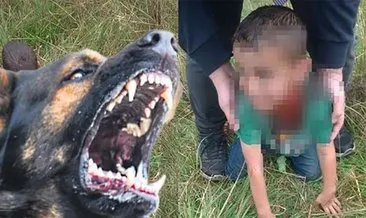 Sokak köpeği dehşet saçtı #yalova