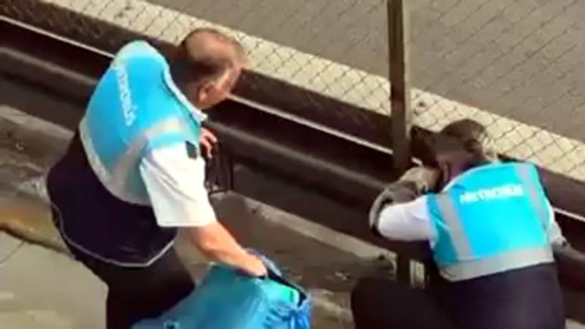 Avcılar’da ‘kedi’ görevi: Metrobüs yolundaki bariyerlere girdi! Avcılar’da ‘kedi’ görevi: Metrobüs yolundaki bariyerlere girdi!