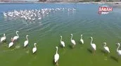Flamingolar kuluçka öncesi eşleşme için Mamasın Barajı’nda