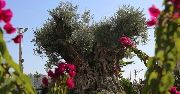 Mersin’de bin 500 yıllık zeytin ağacının tescili için çalışma