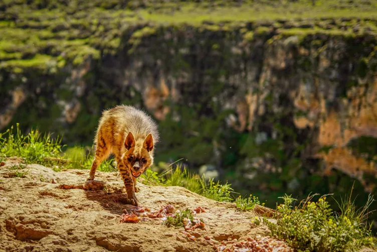 Adıyaman'da çizgili sırtlan görüntülendi