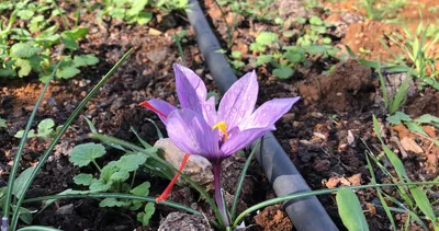 Kilosu 75 bin liradan satılıyor! Siparişlere yetişemiyor