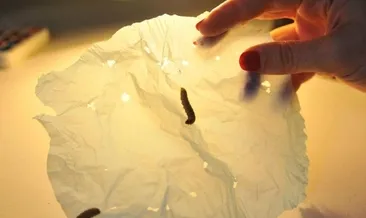 Solucanlar plastik yiyor!