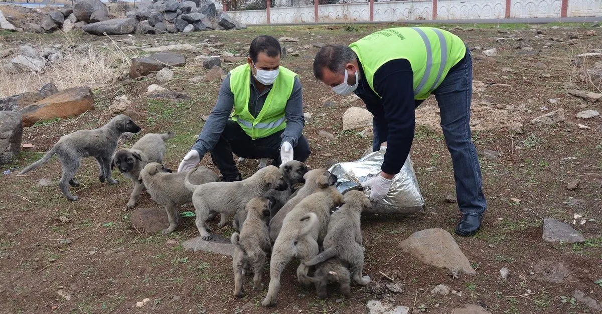 siverek belediyesi sokak hayvanlarini unutmadi son dakika haberler