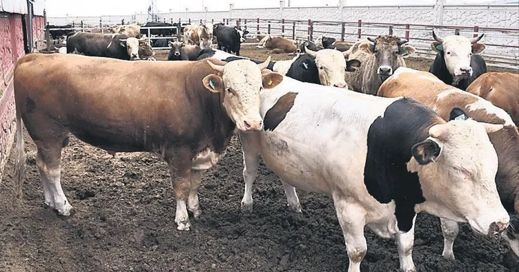 Ette fahiş fiyat artışı için önlem