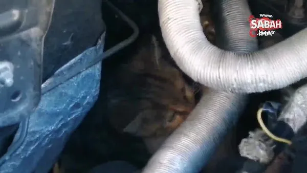 Araç kaputuna sıkışan yavru kediyi polisler kurtardı | Video