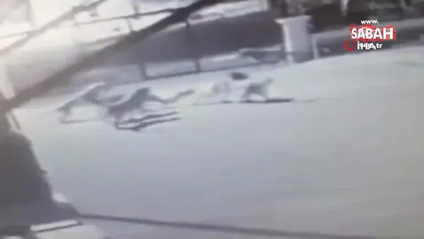 Ankara'da köpek sürüsü vahşeti kamerada! Hamile kediyi parçaladılar | Video
