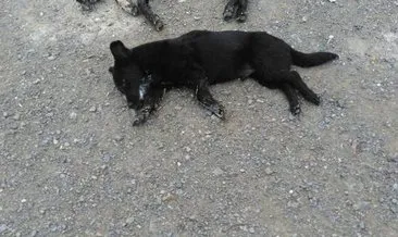 İzmir’de zehirlenen 7 köpek telef oldu