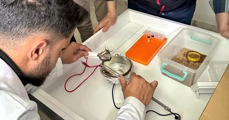 Şanlıurfa’da üretilen akrep zehiri, dünyaya ihraç ediliyor