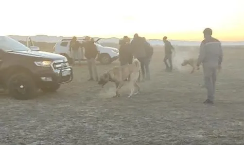 Kayseri’de bahisle köpek dövüşü! 37 kişiye 150 bin lira ceza!