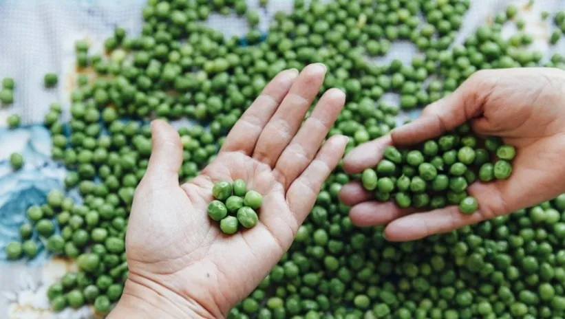 KONSERVE BEZELYE NASIL YAPILIR? HAZIR KIŞLIK BEZELYE KONSERVESİ NASIL PİŞİRİLİR?