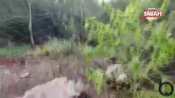 Didim’i zehirleyen şahıs ve ormanda oluşturduğu zehir tarlası tespit edildi | Video