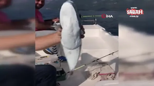 Gökova Körfezi'nin en büyük balon balığı yakalandı