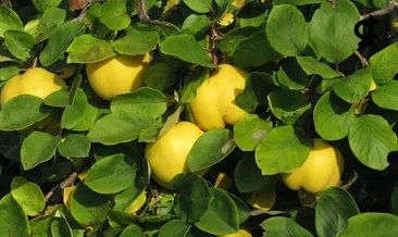 Ayva Yaprağı Faydaları Nelerdir? Ayva Yaprağı Hangi Hastalıklara ve Neye İyi Gelir , Nasıl Tüketilir?