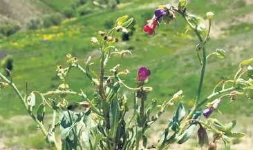 Pülümür Çarşağı’nın nesli tehlike altında #tunceli