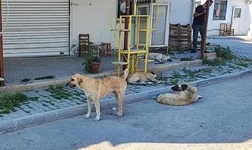 Adana’da sokak köpekleri tehlike saçıyor! Büyükşehir belediyesi görevini yapmıyor #adana