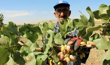 Batman’da gözde ürün; fıstıkçılık
