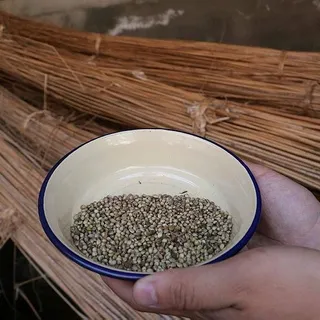 Kenevir tohumunun kilosu 1.000 TL