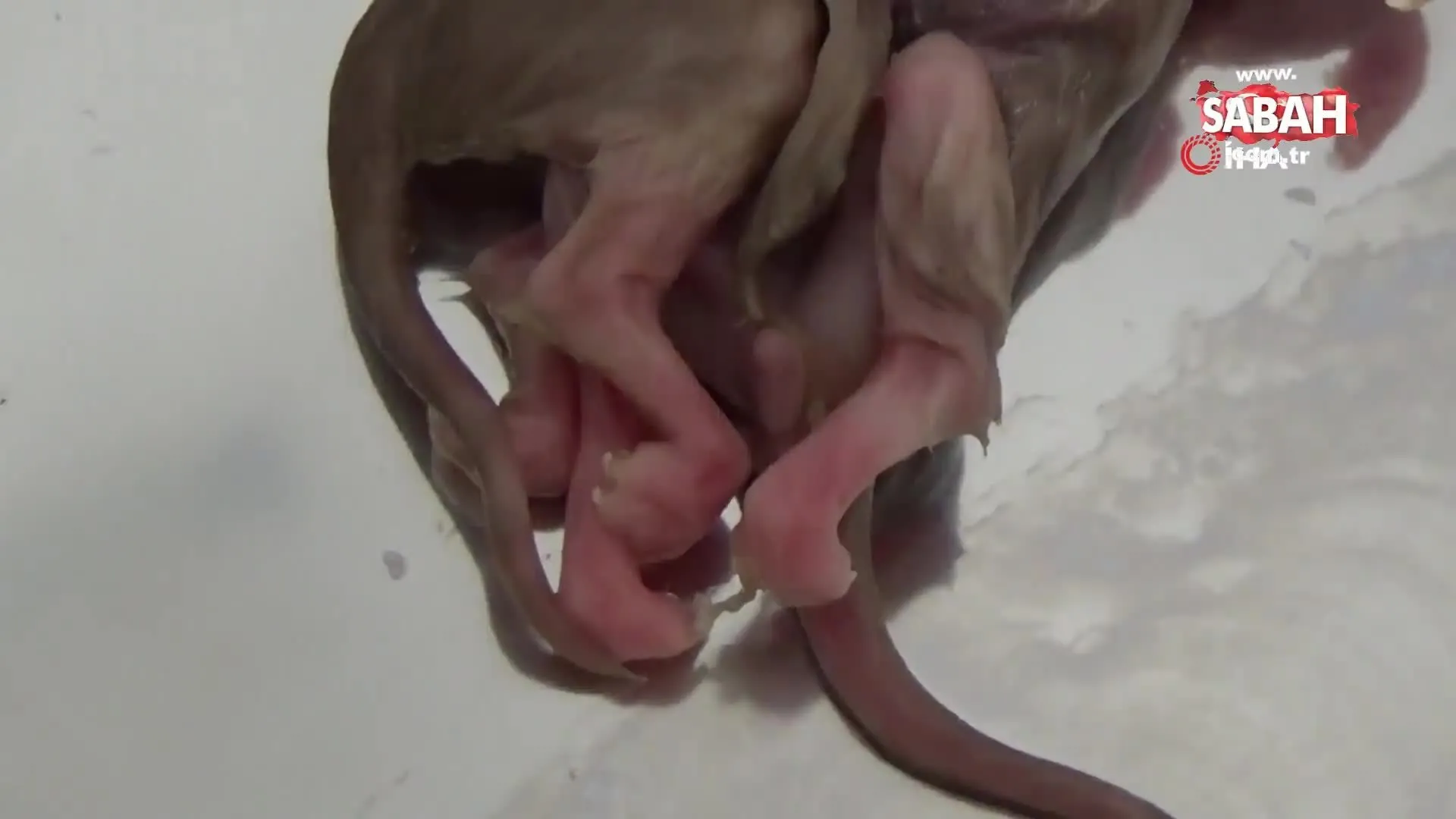 olu dogan tek basli iki vucutlu ve sekiz bacakli kedi gorenleri sasirtti