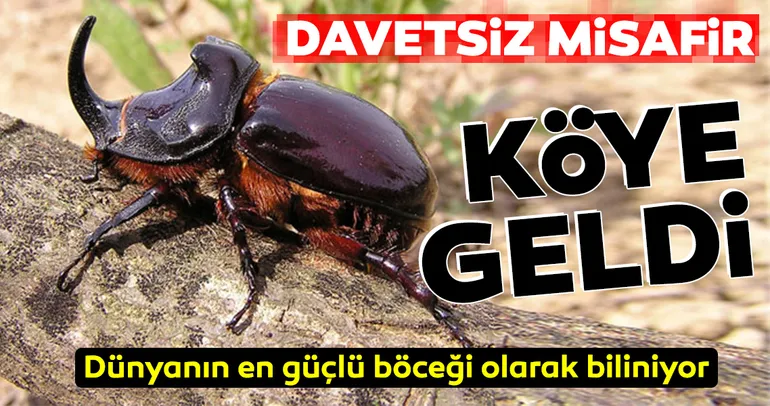 Bilecik’te dünyanın en güçlü böceği olarak bilinen Gergedan böceği görüldü
