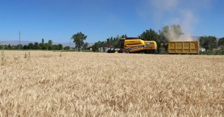 Doğu’da buğday bereketi