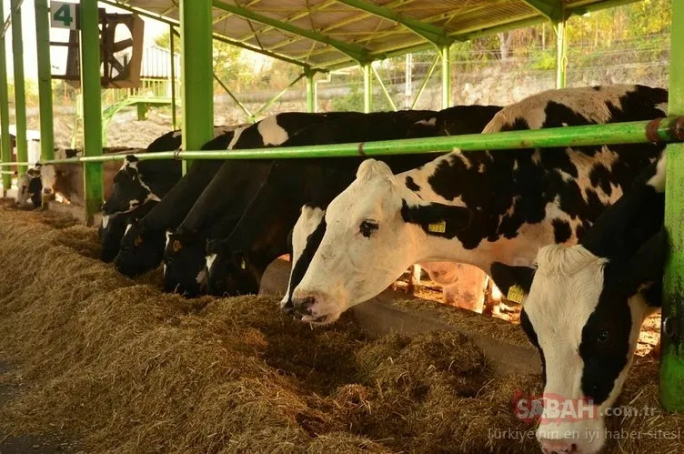 Buzağı desteklemeleri ne zaman yatacak? 2020 2. Dönem buzağı desteği yattı mı?