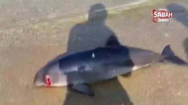 Bursa'da vahşet... Başından vurulmuş yavru yunus balığı karaya vurdu | Video