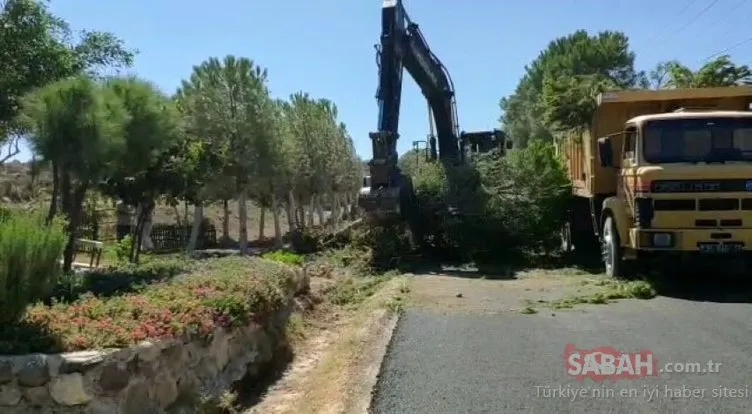 Yolu genişletmek için çam ağaçlarını söktüler! İzmir’de ağaç katliamına tepkiler sürüyor