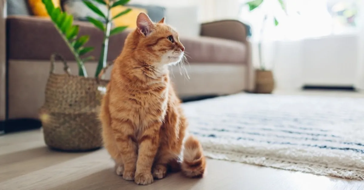 ruyada sari kedi gormek ve isirmasi ne anlama gelir ruyada sari yavru kedi gormek ne demek ruya tabirleri haberleri