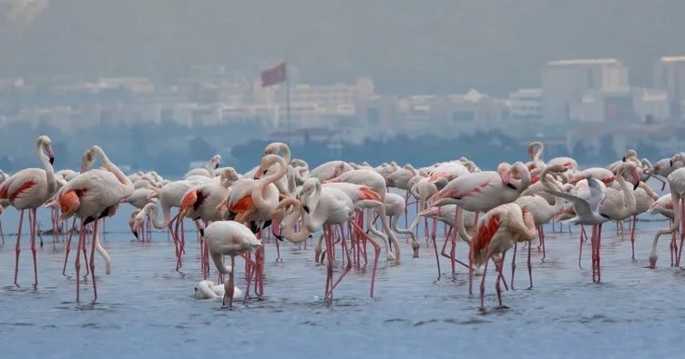 Pembe misafirlerimiz doğanın umudu oldu