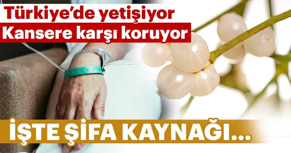 Kanser Ilaclarinda Kullaniliyor Saglik Haberleri