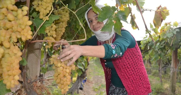 ABD-Çin rekabeti Türk üzümüne yaradı