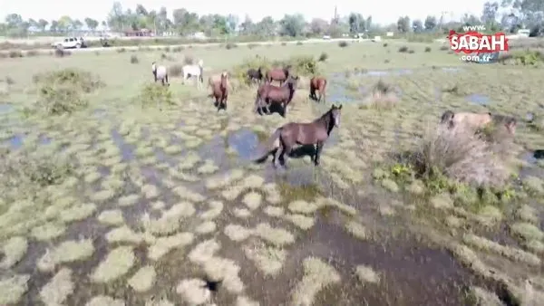Drone gören yılkı atlarının şaşkınlığı kamerada