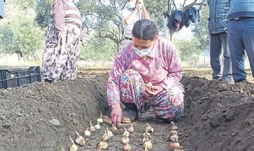 Bayındır’a nergis desteği