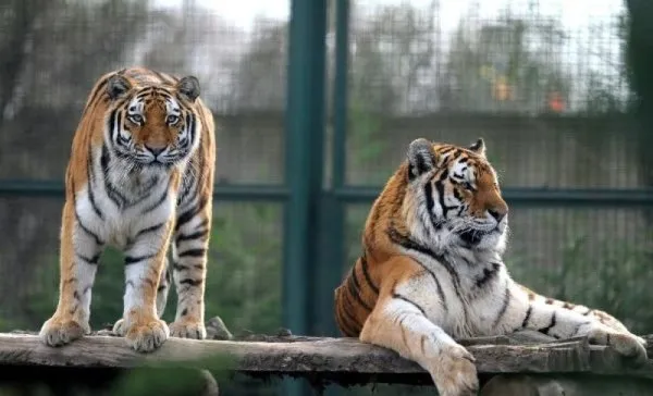 Bengal kaplanları dört gözle kar bekliyor