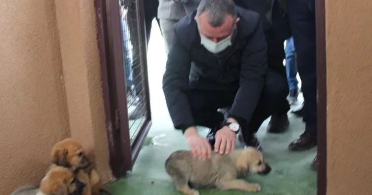 Sokak hayvanları rehabilitasyon merkezi açıldı