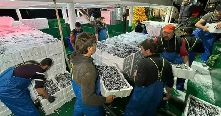 Balıkçılar 300 ton hamsiyle döndü!