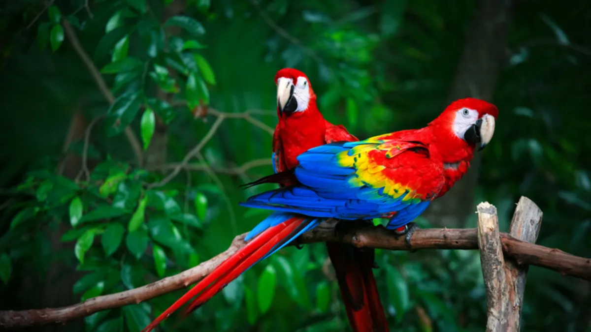 Papağanlar sadece taklit etmiyor: İnsanlar gibi isim kullanıyorlar