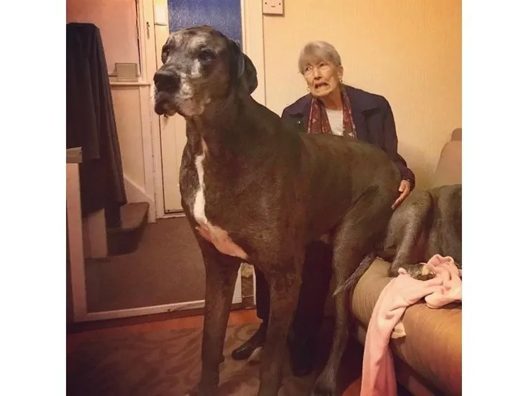 Dünyanın en uzun köpeği Freddy öldü! 8 yaşındaydı