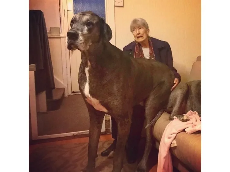 Dünyanın en uzun köpeği Freddy öldü! 8 yaşındaydı Son Dakika Haberler