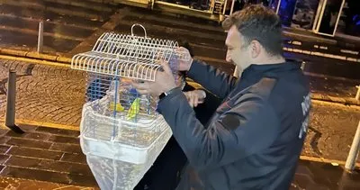 Muhabbet kuşu kurtarılınca gözyaşlarına engel olamadı #ankara Muhabbet kuşu kurtarılınca gözyaşlarına engel olamadı #ankara