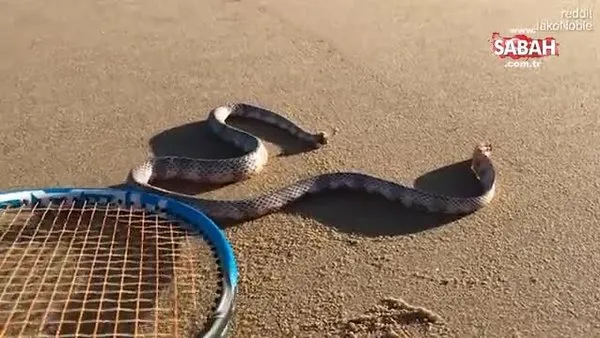 Başsız yılanın şoke eden görüntüleri kamerada | Video