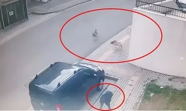 Bursa’da başıboş sokak köpeği dehşeti: 10 yaşındaki çocuğa saldırdılar! #bursa