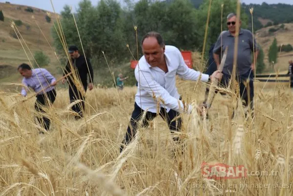 2 bin yıllık ata tohumu! O ilimizde hasat gerçekleşti...