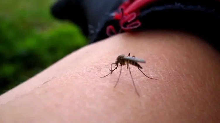 Sivrisinek ısırığı deyip geçmeyin!