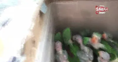 İstanbul’da 38 adet İskender papağanı kurtarıldı | Video